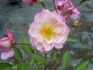 Twins rose photo