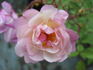 Twins rose photo