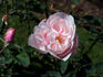 Die Mutter von Rosa rose photo