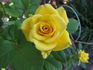 Top Contender rose photo