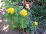 Top Contender rose photo