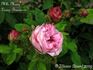 Mademoiselle Marie Louise Bourgeois rose photo