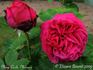Madame Cécile Morand rose photo