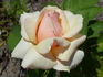 Triolet rose photo