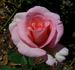 Pearl Essence ™ rose photo
