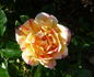 Double Treat rose photo