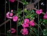 Paul Ploton rose photo