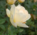 Benelux Star rose photo