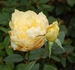 Benelux Star rose photo