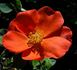 Christine rose photo