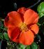 Christine rose photo