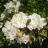 White Fairy rose photo