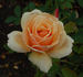 Triolet rose photo