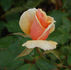 Triolet rose photo