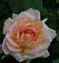 Empress Michiko rose photo