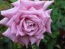 Dolores Marie rose photo