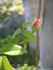 AMCXALM rose photo