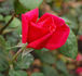 Brandenburg rose photo