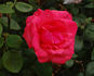 Brandenburg rose photo