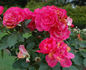 Ville de Roeulx rose photo