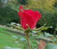 WETtra rose photo
