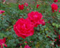 El Capitan rose photo