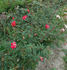 Cupid's Mark rose photo