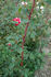 Cupid's Mark rose photo