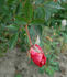 Cupid's Mark rose photo