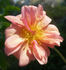 AMCXALM rose photo