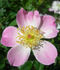 CARXLEB rose photo