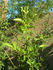 Rosa bracteata X rose photo