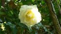 Sir George Watt ™ rose photo