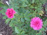Valerie Jeanne rose photo