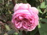 George Cuvier rose photo