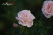 Banquet rose photo