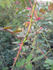 174-02-17 rose photo