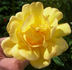 ABDXTYT rose photo