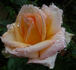 Empress Michiko rose photo