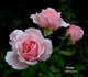 Dream rose photo