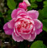 Minna rose photo