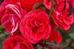 Jive ™ rose photo