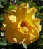 ABDXTYT rose photo