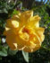 ABDXTYT rose photo