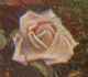 Earl of Warwick rose photo