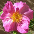 ABDXCTSL rose photo