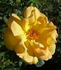 ABDXTYT rose photo