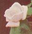 Margaret Dickson rose photo