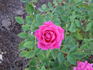 Valerie Jeanne rose photo