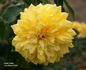 Sunny Today rose photo